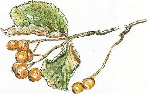 whitebeam