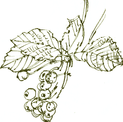 whitebeam