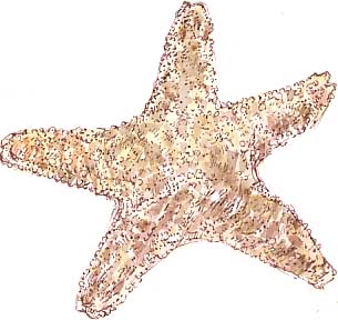 starfish