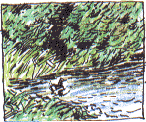 moorhen on river