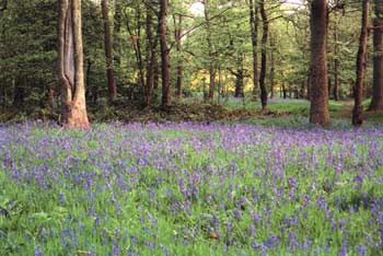 Perkin Wood photographed by Christel Adib