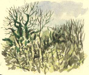 watercolour of the wood